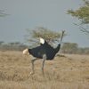 ostrich-in-samburu
