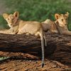 young-lions-in-samburu-national-reserve