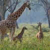 Giraffes-at-Lake-Nakuru-National-Park