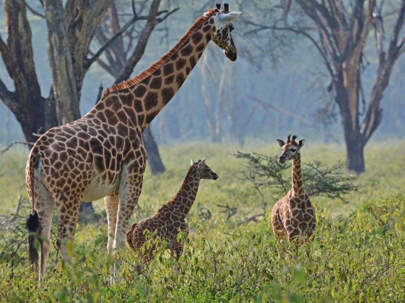Giraffes-at-Lake-Nakuru-National-Park
