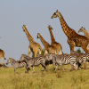 Maasai-Mara-Giraffe-Zebra