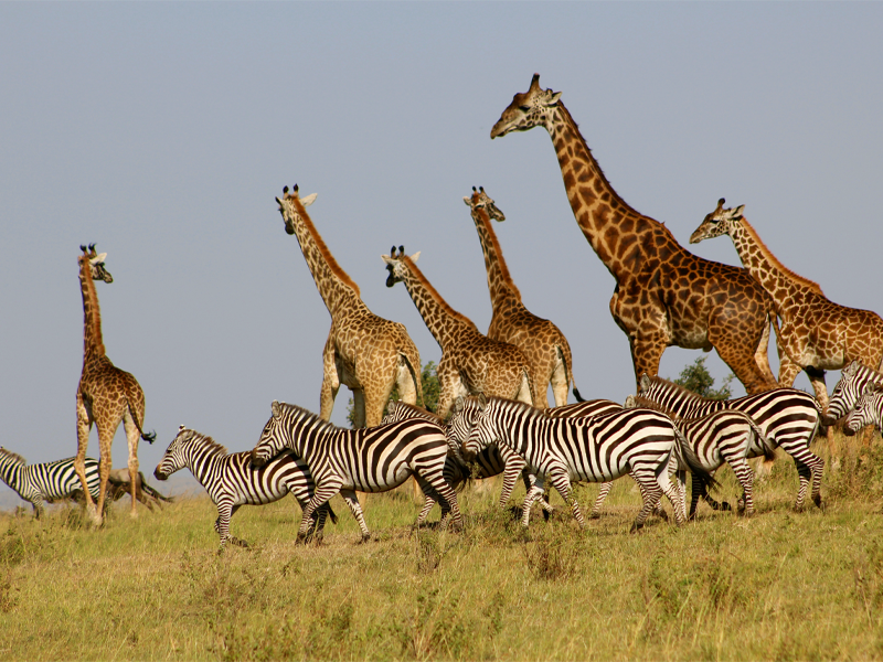 Pembury-Tours-Maasai-Mara-Giraffe-Zebra
