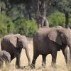 elephants-at-mara