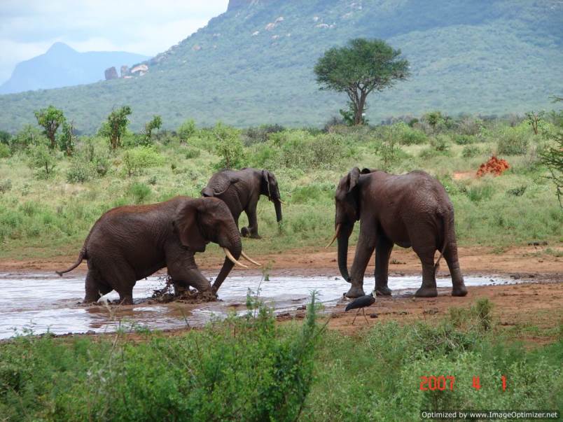 elephants-tsavo