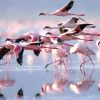 flamingoes-l.nakuru