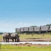 rhinos-stop-by-the-waterhole-sweetwaters
