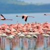 Flamingos-Lake-Nakuru