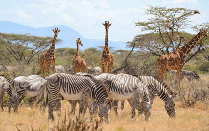 Samburu-National-Reserve