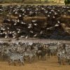 animals-wildebeest-zebra-maasai-mara-kenya