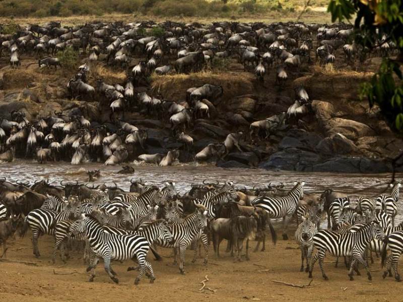 animals-wildebeest-zebra-maasai-mara-kenya