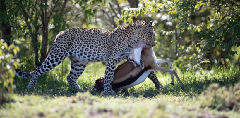 leopard-with-kill-masai-mara-990×490