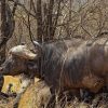buffalo-Tsavo