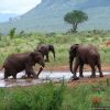 elephants-tsavo