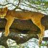 Lion-Climb-Tree-Ndutu