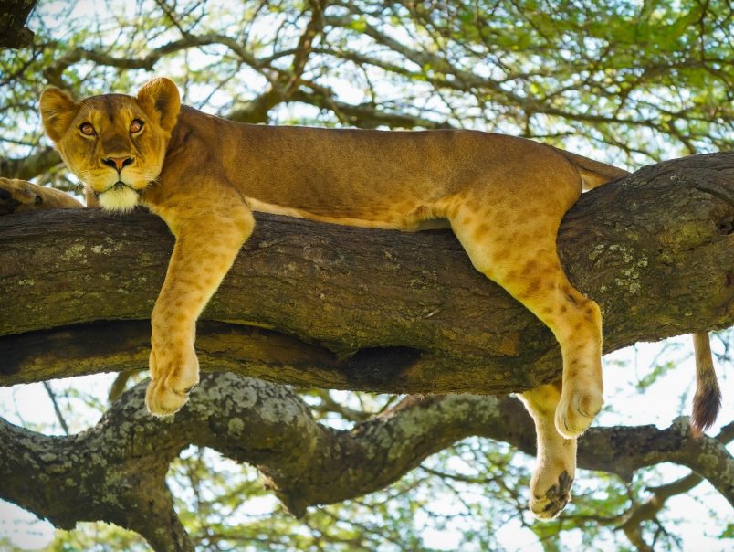 Lion-Climb-Tree-Ndutu