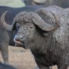 buffalo-1