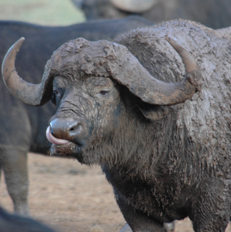 buffalo-1