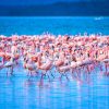 flamingoes-Lk-nakuru