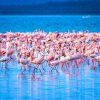 flamingoes-mara