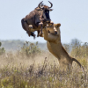 lion-hunting-wildebeest-800×534